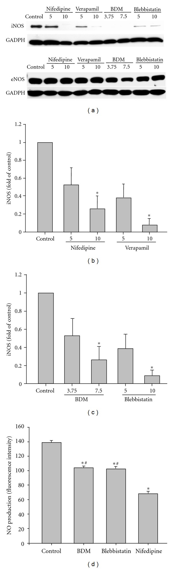 Contractile Activity Regulates Inducible Nitric Oxide Synthase Expression and NO(i) Production in Cardiomyocytes via a FAK-Dependent Signaling Pathway.