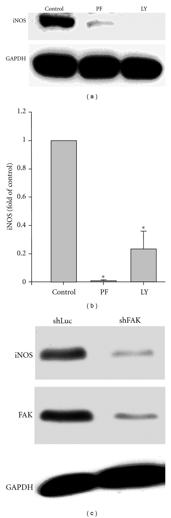 Contractile Activity Regulates Inducible Nitric Oxide Synthase Expression and NO(i) Production in Cardiomyocytes via a FAK-Dependent Signaling Pathway.