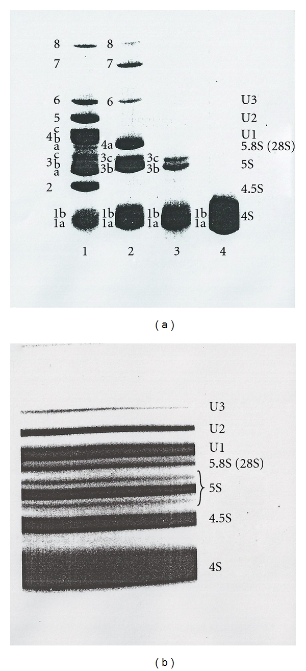 Chemical approaches for structure and function of RNA in postgenomic era.