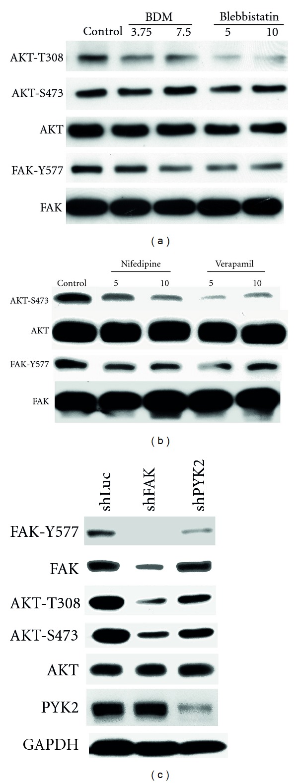 Contractile Activity Regulates Inducible Nitric Oxide Synthase Expression and NO(i) Production in Cardiomyocytes via a FAK-Dependent Signaling Pathway.