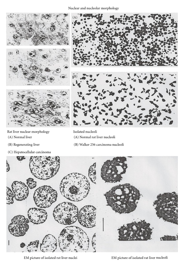 Chemical approaches for structure and function of RNA in postgenomic era.