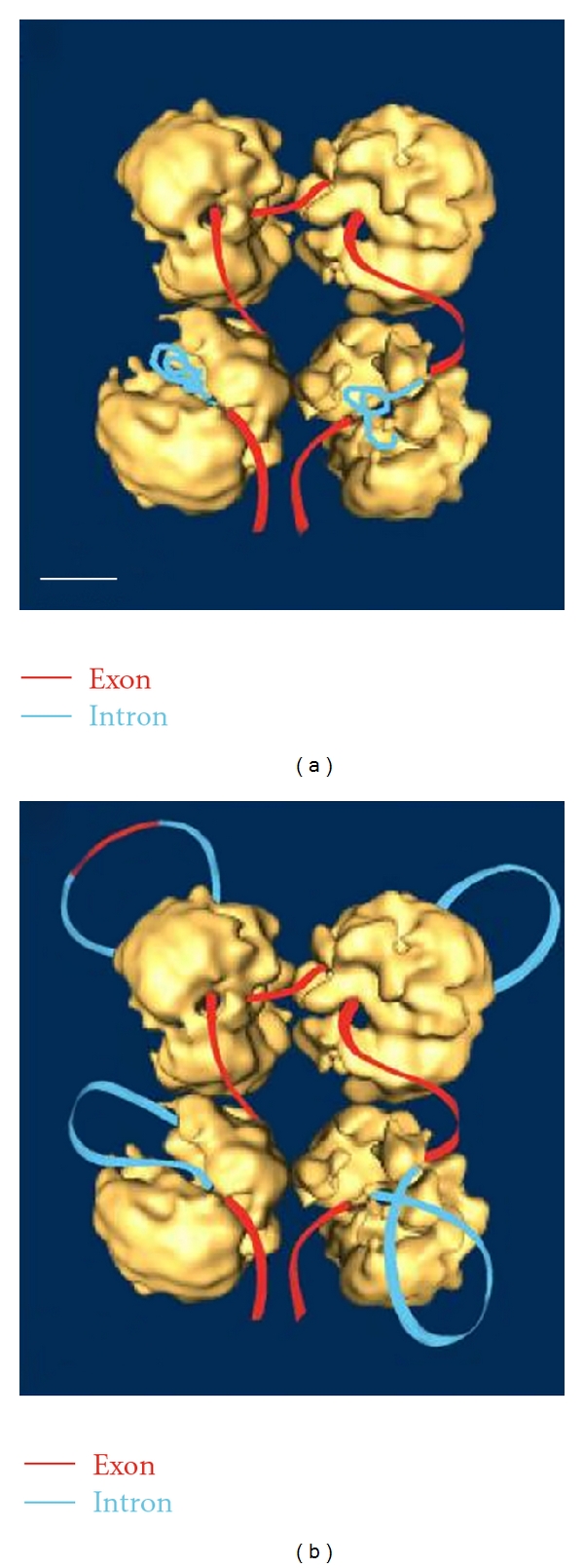 Chemical approaches for structure and function of RNA in postgenomic era.