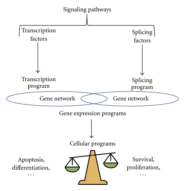 Splicing programs and cancer.