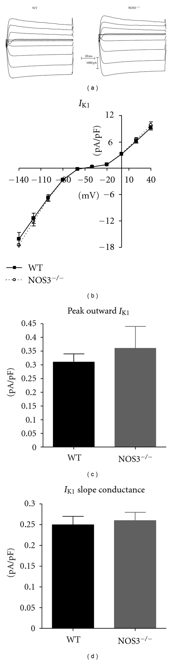 Prolonged Action Potential and After depolarizations Are Not due to Changes in Potassium Currents in NOS3 Knockout Ventricular Myocytes.