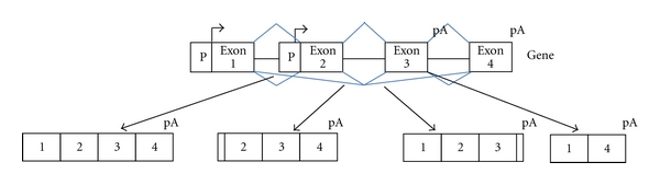 Splicing programs and cancer.