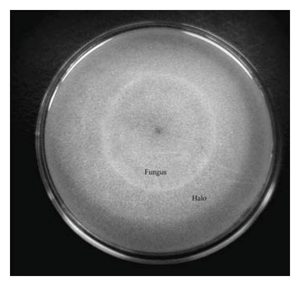 Bioprocessing of "Hair Waste" by Paecilomyces lilacinus as a Source of a Bleach-Stable, Alkaline, and Thermostable Keratinase with Potential Application as a Laundry Detergent Additive: Characterization and Wash Performance Analysis.