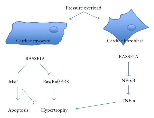 RASSF1A Signaling in the Heart: Novel Functions beyond Tumor Suppression.