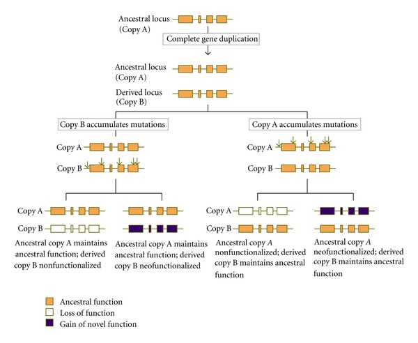 In with the old, in with the new: the promiscuity of the duplication process engenders diverse pathways for novel gene creation.