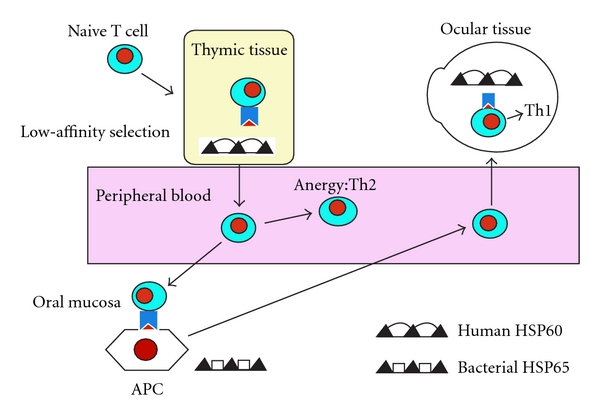Animal Models in Behçet's Disease.