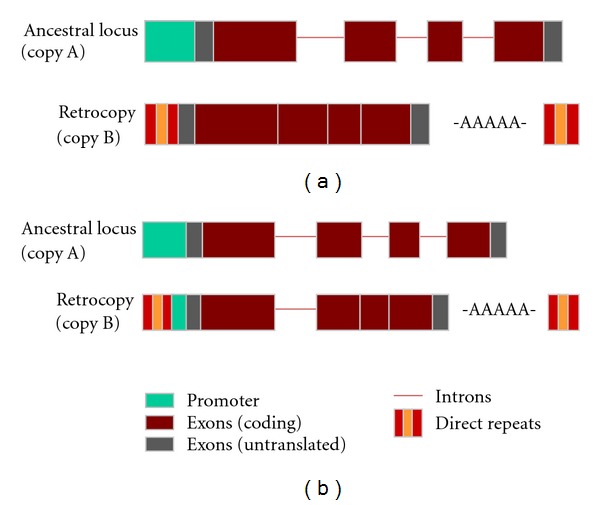 In with the old, in with the new: the promiscuity of the duplication process engenders diverse pathways for novel gene creation.