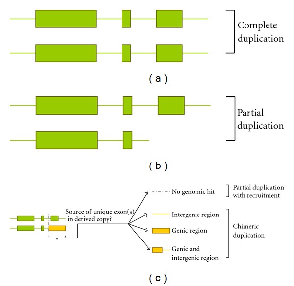 In with the old, in with the new: the promiscuity of the duplication process engenders diverse pathways for novel gene creation.