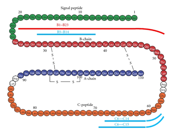 Etiopathogenesis of insulin autoimmunity.