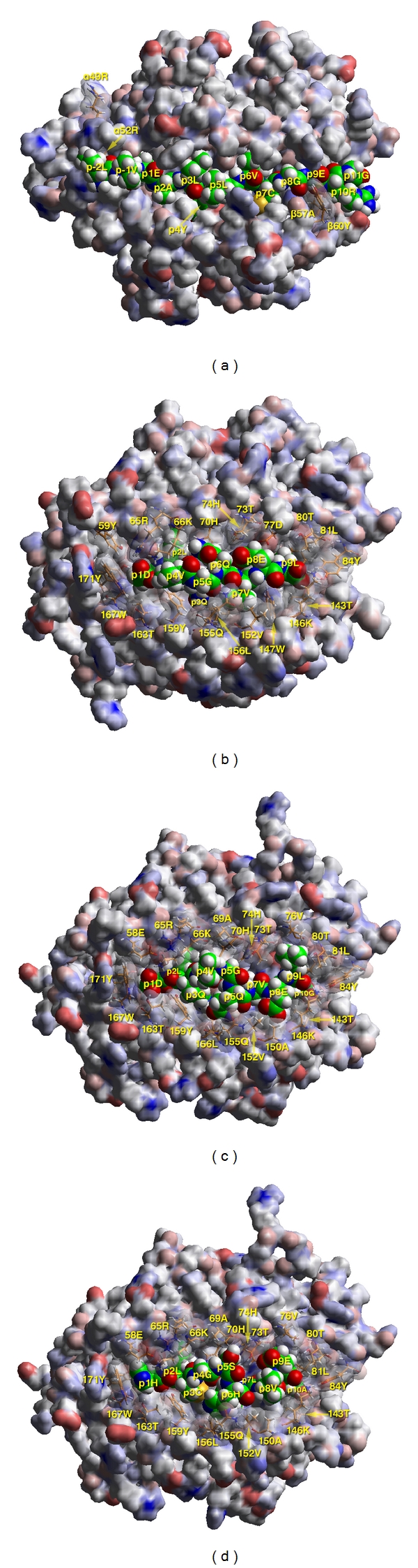 Etiopathogenesis of insulin autoimmunity.