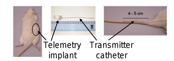 A dynamic model of circadian rhythms in rodent tail skin temperature for comparison of drug effects.