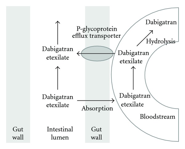 Stroke prevention in atrial fibrillation: understanding the new oral anticoagulants dabigatran, rivaroxaban, and apixaban.