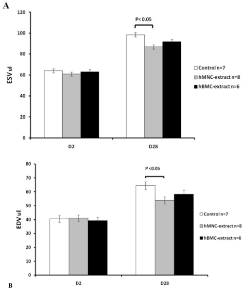 Injection of human bone marrow and mononuclear cell extract into infarcted mouse hearts results in functional improvement.