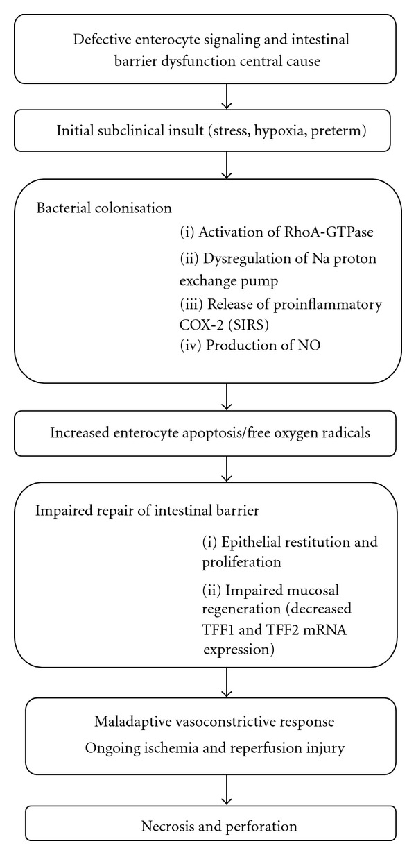 Necrotizing enterocolitis in very low birth weight infants: a systemic review.