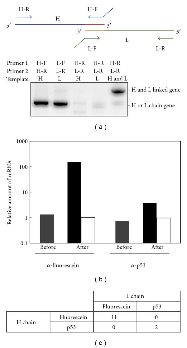 In vitro selection of fab fragments by mRNA display and gene-linking emulsion PCR.