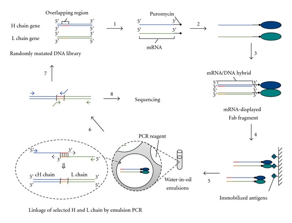 In vitro selection of fab fragments by mRNA display and gene-linking emulsion PCR.