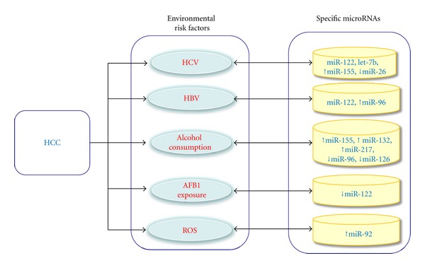 Specific Roles of MicroRNAs in Their Interactions with Environmental Factors.