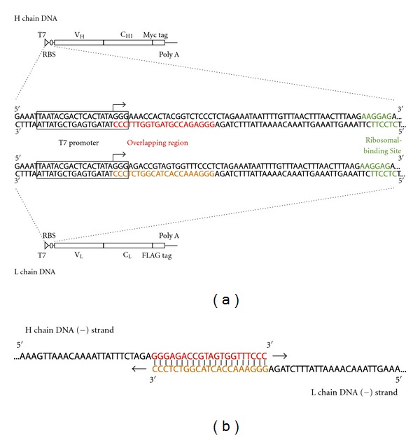 In vitro selection of fab fragments by mRNA display and gene-linking emulsion PCR.