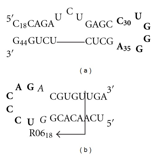 Inhibition of HIV Replication by Cyclic and Hairpin PNAs Targeting the HIV-1 TAR RNA Loop.