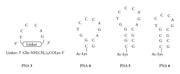 Inhibition of HIV Replication by Cyclic and Hairpin PNAs Targeting the HIV-1 TAR RNA Loop.