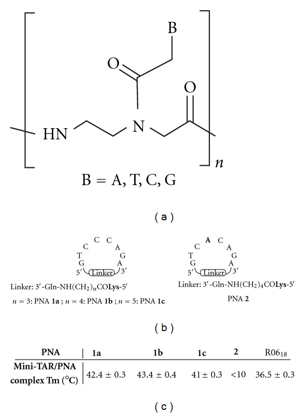 Inhibition of HIV Replication by Cyclic and Hairpin PNAs Targeting the HIV-1 TAR RNA Loop.