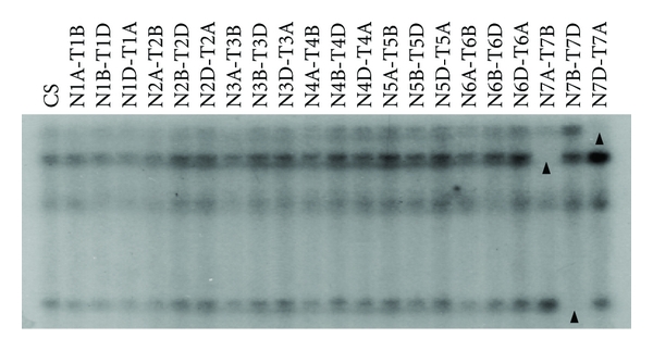 Poor Homologous Synapsis 1 Interacts with Chromatin but Does Not Colocalise with ASYnapsis 1 during Early Meiosis in Bread Wheat.