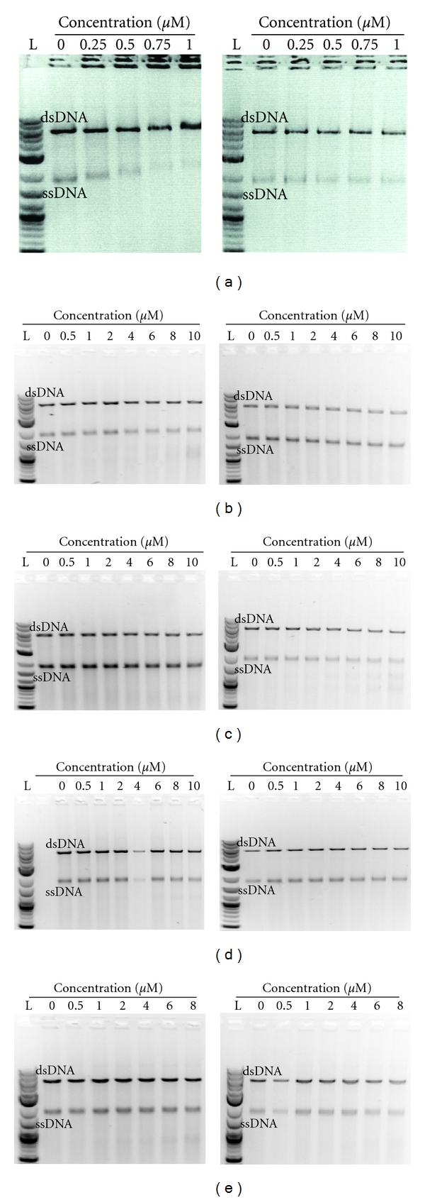 Poor Homologous Synapsis 1 Interacts with Chromatin but Does Not Colocalise with ASYnapsis 1 during Early Meiosis in Bread Wheat.