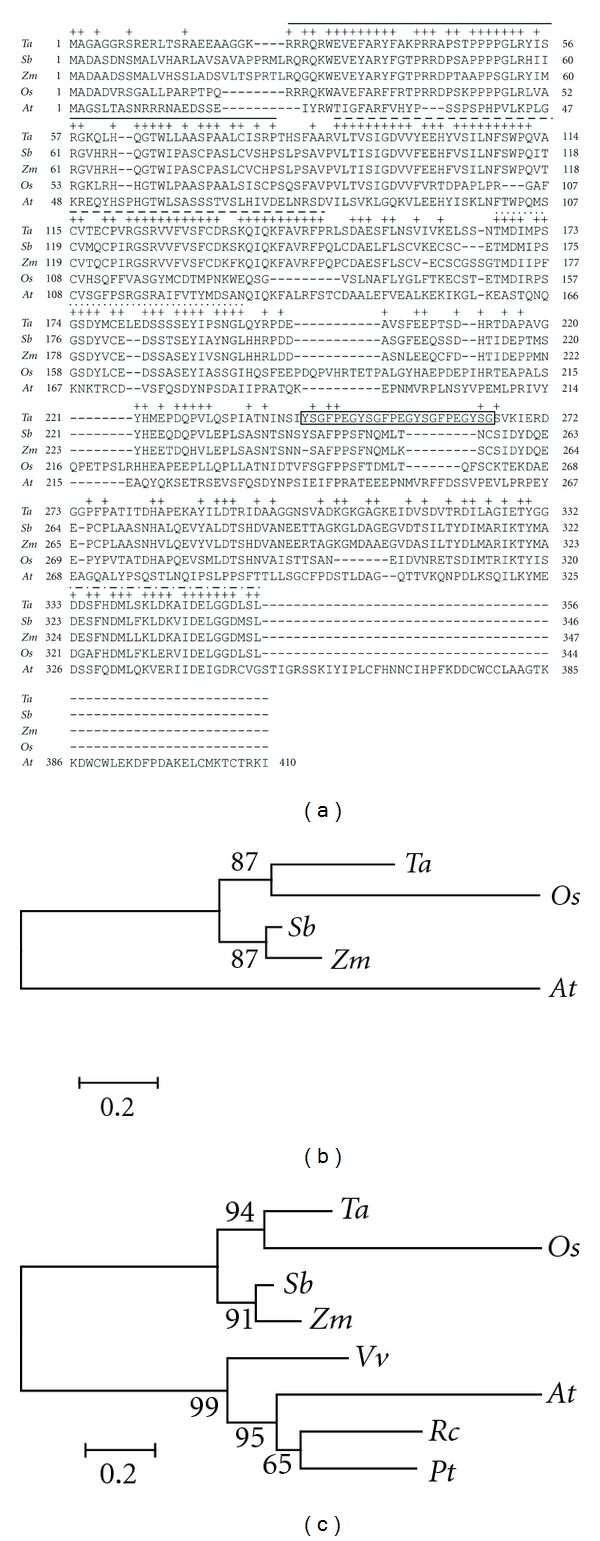 Poor Homologous Synapsis 1 Interacts with Chromatin but Does Not Colocalise with ASYnapsis 1 during Early Meiosis in Bread Wheat.