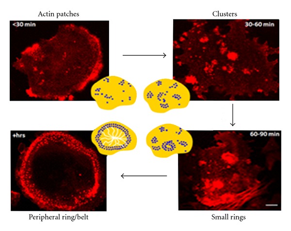 Focal adhesion kinases in adhesion structures and disease.