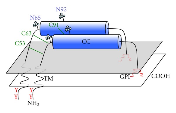 Restriction of Retroviral Replication by Tetherin/BST-2.