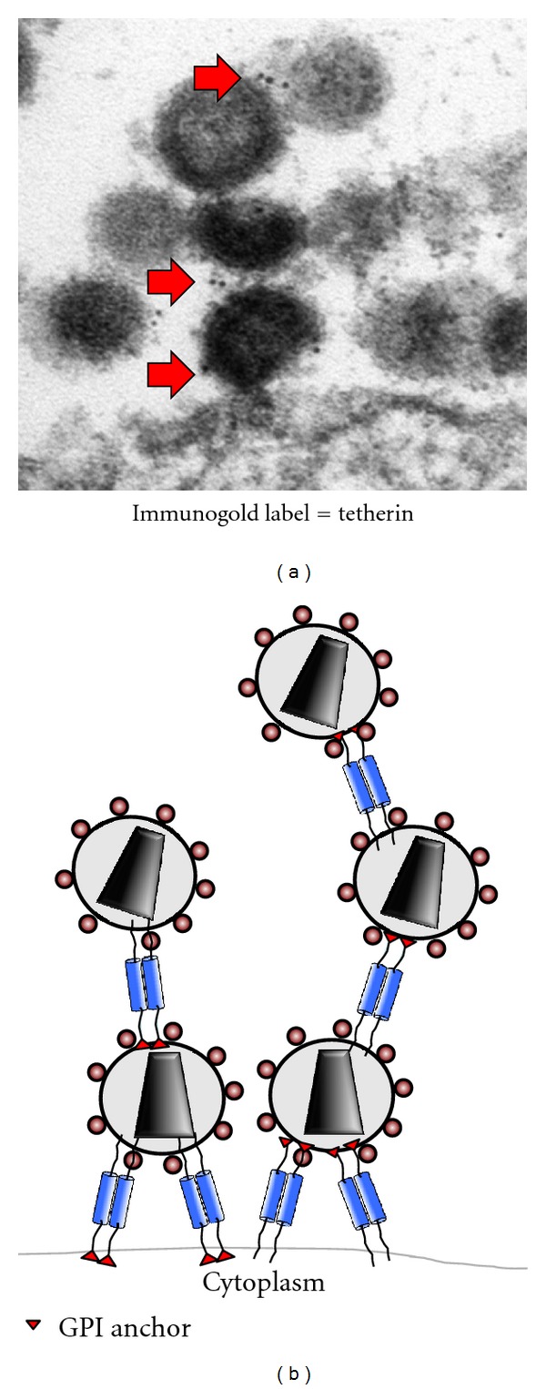 Restriction of Retroviral Replication by Tetherin/BST-2.