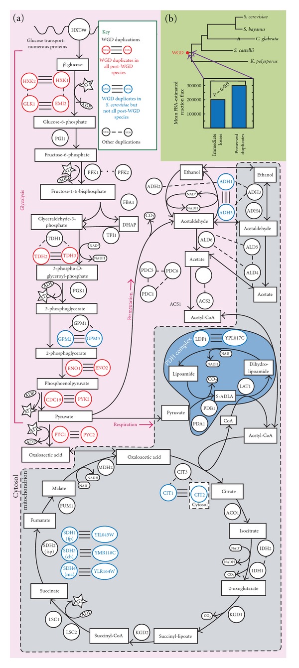 Polyploidy and the evolution of complex traits.