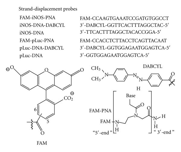 Imaging mRNA Expression in Live Cells via PNA·DNA Strand Displacement-Activated Probes.