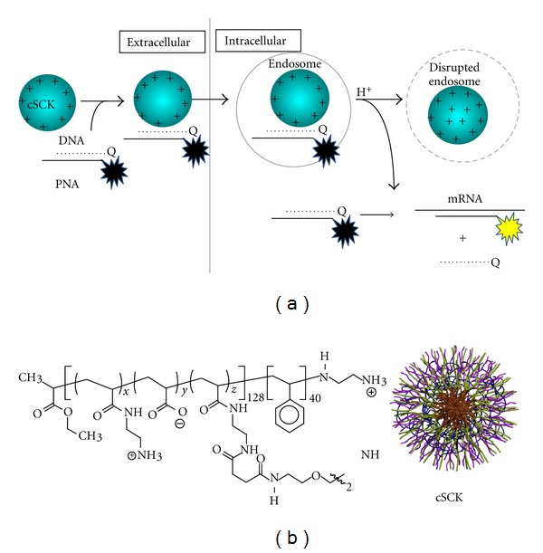 Imaging mRNA Expression in Live Cells via PNA·DNA Strand Displacement-Activated Probes.