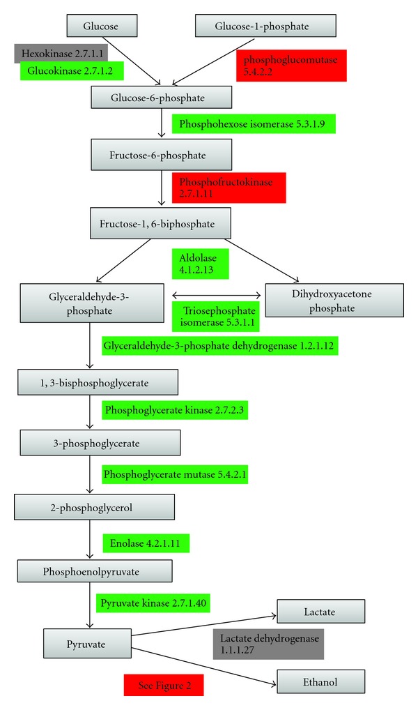 Reconstruction of Sugar Metabolic Pathways of Giardia lamblia.