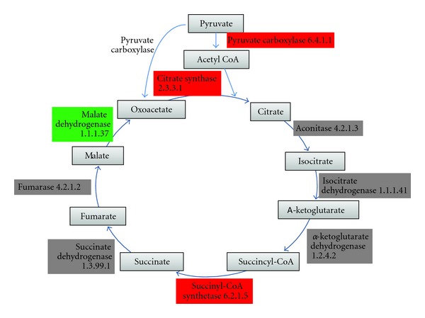 Reconstruction of Sugar Metabolic Pathways of Giardia lamblia.