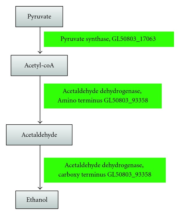 Reconstruction of Sugar Metabolic Pathways of Giardia lamblia.