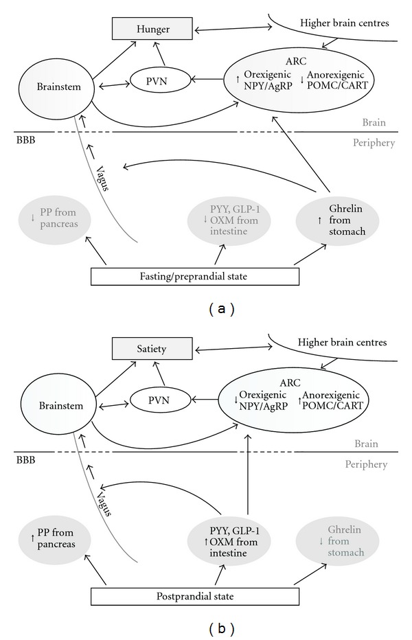 Obesity and appetite control.