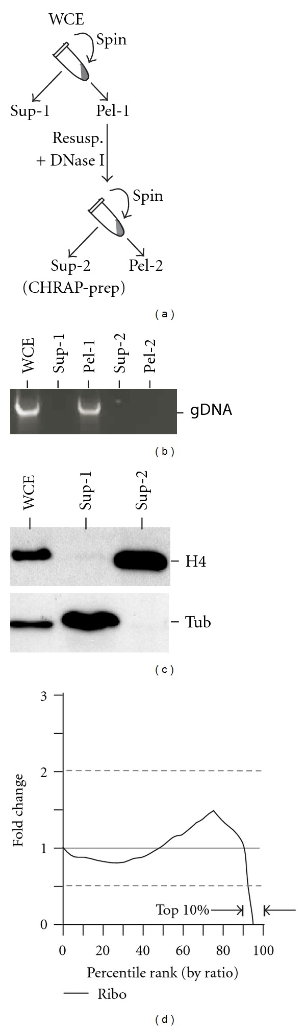 Chromatin-Associated Proteins Revealed by SILAC-Proteomic Analysis Exhibit a High Likelihood of Requirement for Growth Fitness under DNA Damage Stress.