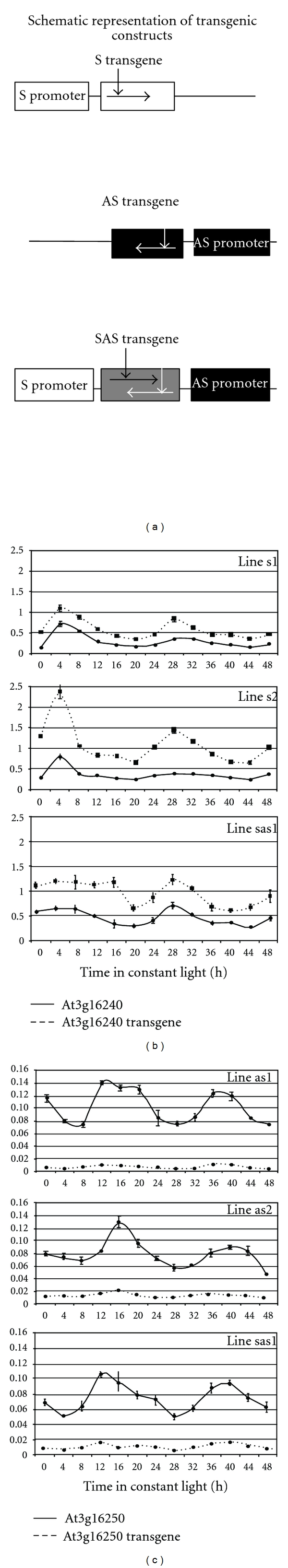 A pair of partially overlapping Arabidopsis genes with antagonistic circadian expression.