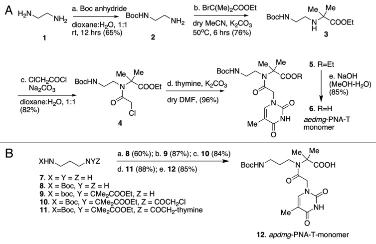 (α,α-dimethyl)glycyl (dmg) PNAs: achiral PNA analogs that form stronger hybrids with cDNA relative to isosequential RNA.