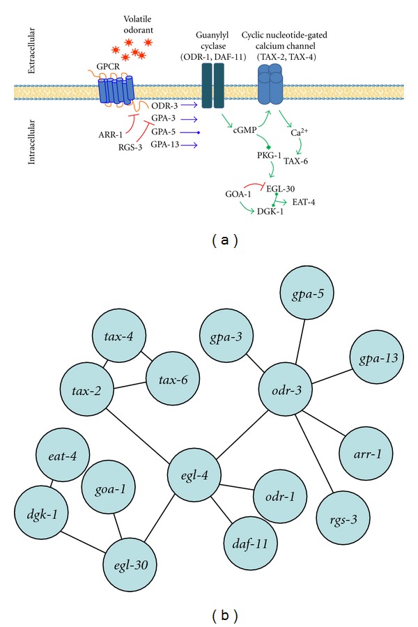 Investigating the Relationship between Topology and Evolution in a Dynamic Nematode Odor Genetic Network.