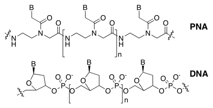 (α,α-dimethyl)glycyl (dmg) PNAs: achiral PNA analogs that form stronger hybrids with cDNA relative to isosequential RNA.