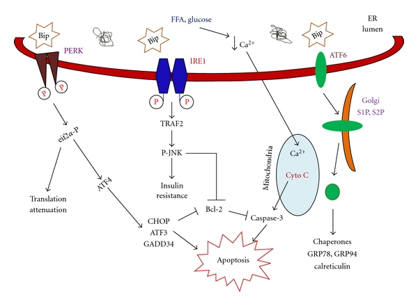 Guards and culprits in the endoplasmic reticulum: glucolipotoxicity and β-cell failure in type II diabetes.