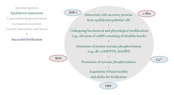 Protein-tyrosine kinase signaling in the biological functions associated with sperm.