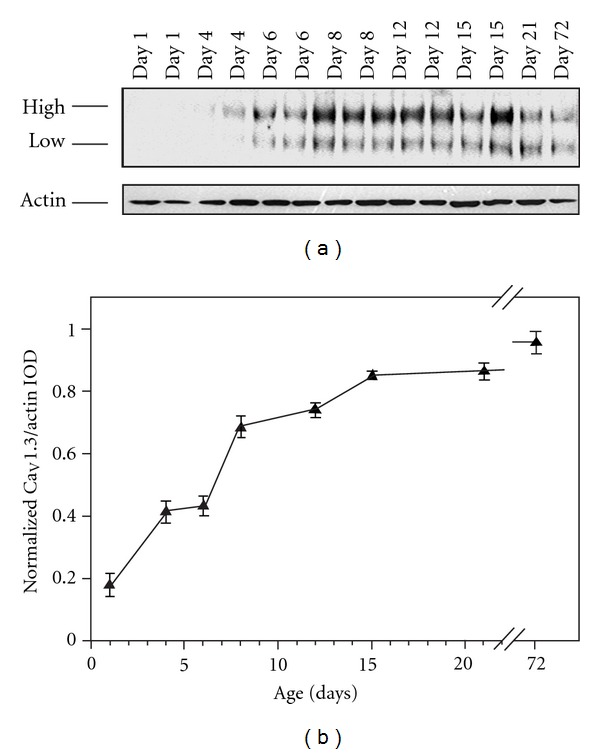 Levels of Ca(V)1.2 L-Type Ca(2+) Channels Peak in the First Two Weeks in Rat Hippocampus Whereas Ca(V)1.3 Channels Steadily Increase through Development.