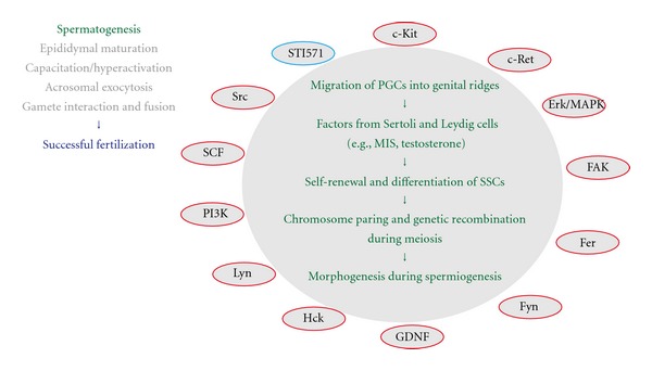 Protein-tyrosine kinase signaling in the biological functions associated with sperm.